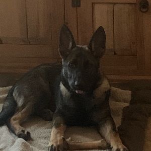 Meet your Posher, Maggie